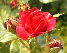 Rose-4.jpg